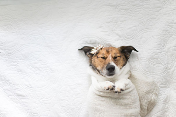 dog-baby-photos-snuggles-count-it-joy-jamie-clauss-4