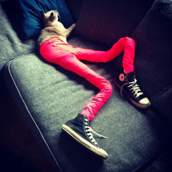 Cats-wearing-tights-4