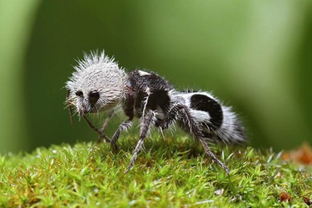strange-animals-you-didnt-know-2-11-600x400