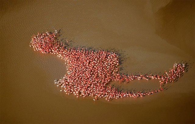 meta-flamingo-perfect-timing