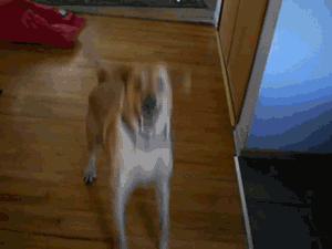 a_comparison_between_dogs_and_cats_01