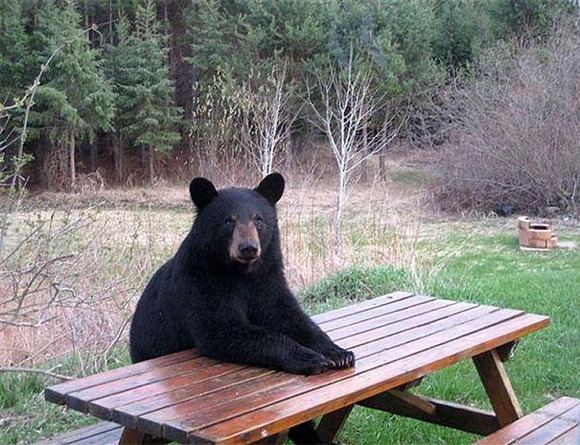 funny-bears-doing-human-things-15