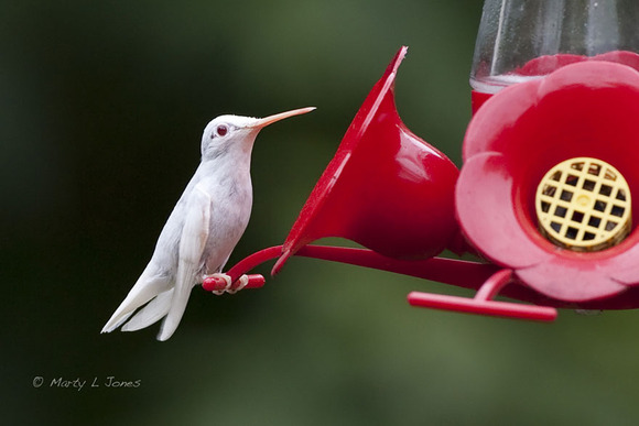 albino-animals-3-7__880