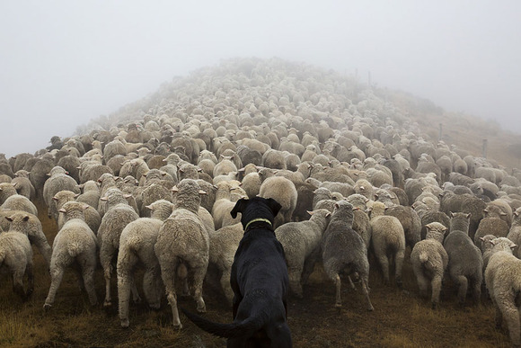 Shepherds