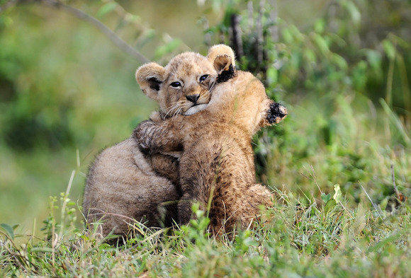 lions