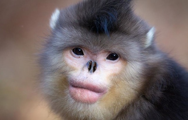12snubnosedmonkey