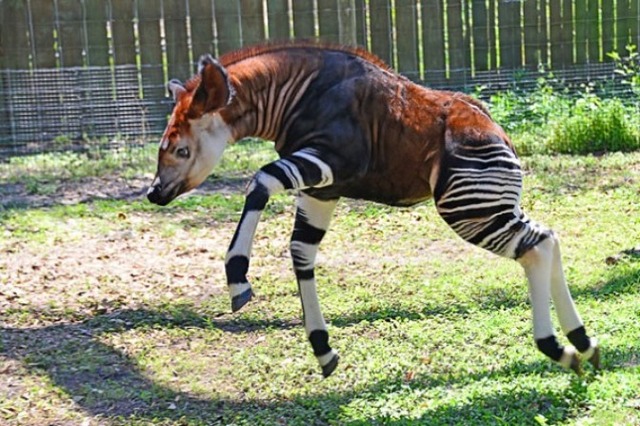 strange-animals-you-didnt-know-2-20-2-600x399