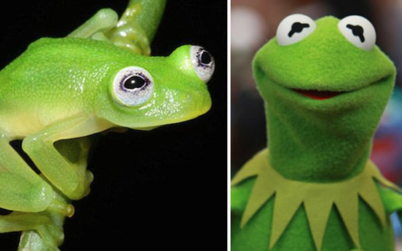 kermit-in-real-life0