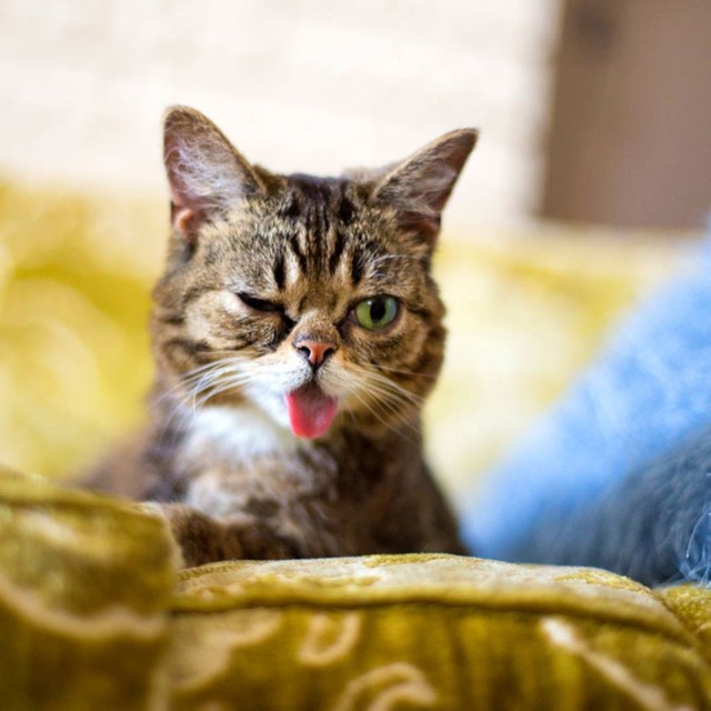 lil-bub-the-cat-sticks-tongue-out-8