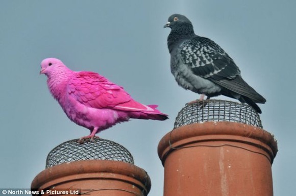 ピンクの鳩 イングランド北部 ダーリントンで発見されたフラミンゴのような色をしたピンクの鳩 ジャポンタ ピンクの鳩 イングランド北部 ダーリントンで発見されたフラミンゴのような色をしたピンクの鳩 ジャポンタ