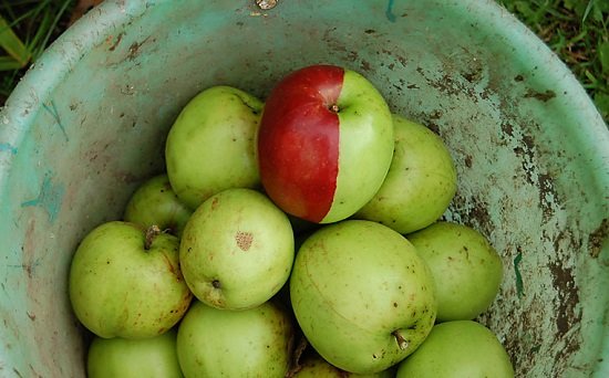 Rare-2-Tone-Apple-Ken-Morrish-02