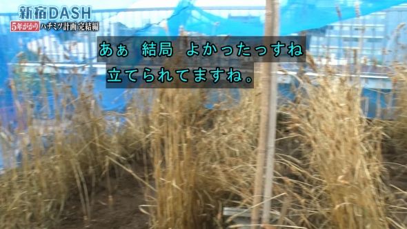 鉄腕DASH 50