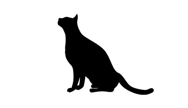 脳梗塞で入院して家を2か月以上不在にした飼い主に猫の安否確認を頼ま 