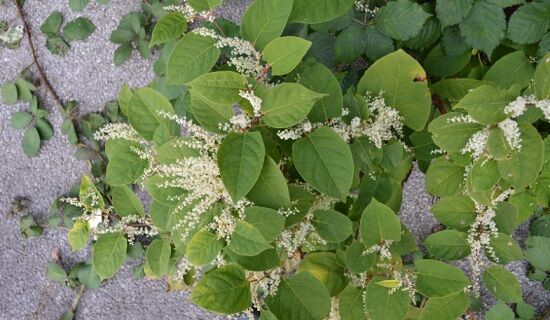 イギリスで日本の植物が 強害雑草 として猛威を振るっているらしい くまニュース イギリスで日本の植物が 強害雑草 として猛威を振るっているらしい くまニュース