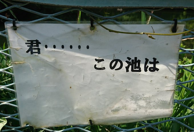 池の看板が経年劣化で意味深な文章に くまニュース 池の看板が経年劣化で意味深な文章に くまニュース