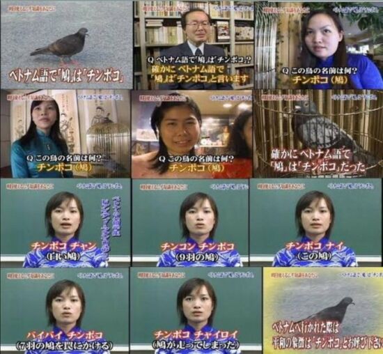 ベトナム語で鳩は「チンポコ」と呼ぶらしい : くまニュース