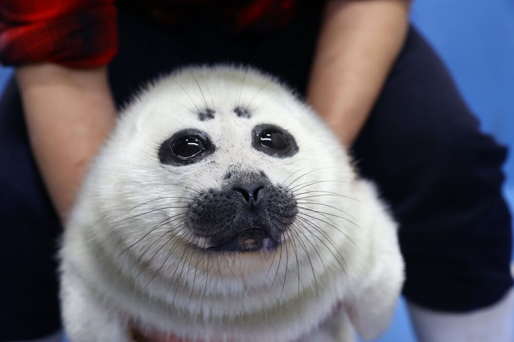 鳥羽水族館のバイカルアザラシの口元にリスが発見される くまニュース 鳥羽水族館のバイカルアザラシの口元にリスが発見される くまニュース