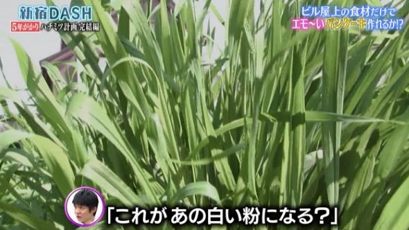 鉄腕DASH 16