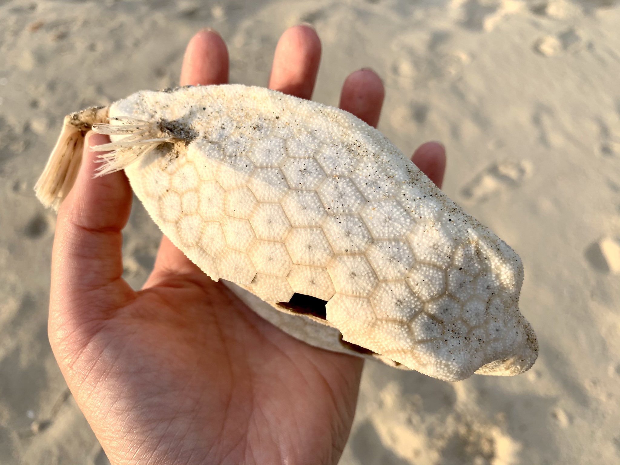 白骨化したハコフグがカッコ良すぎる くまニュース