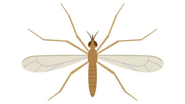 ガガンボが大量発生したので心配になって生態を調べたら悲しい結果に くまニュース