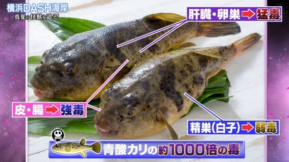 鉄腕DASH 13