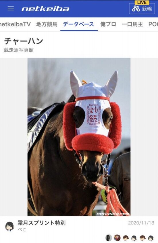 過去一番かわいい競走馬の名前が決定する くまニュース