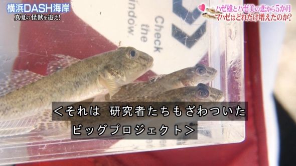 鉄腕DASH 31