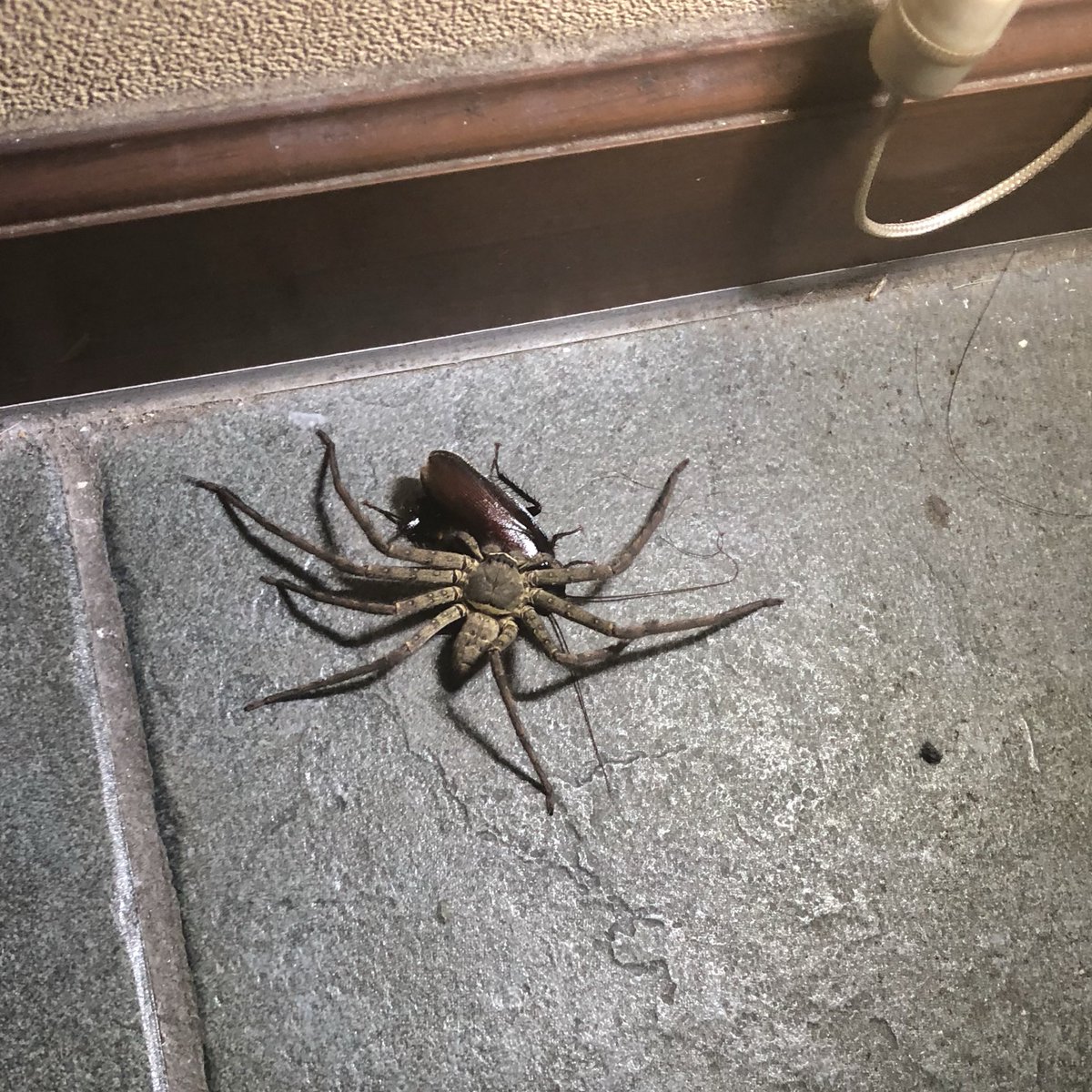 閲覧注意 仕留め損ねたgが逃げ込んだ先のカーテンをめくったら衝撃の