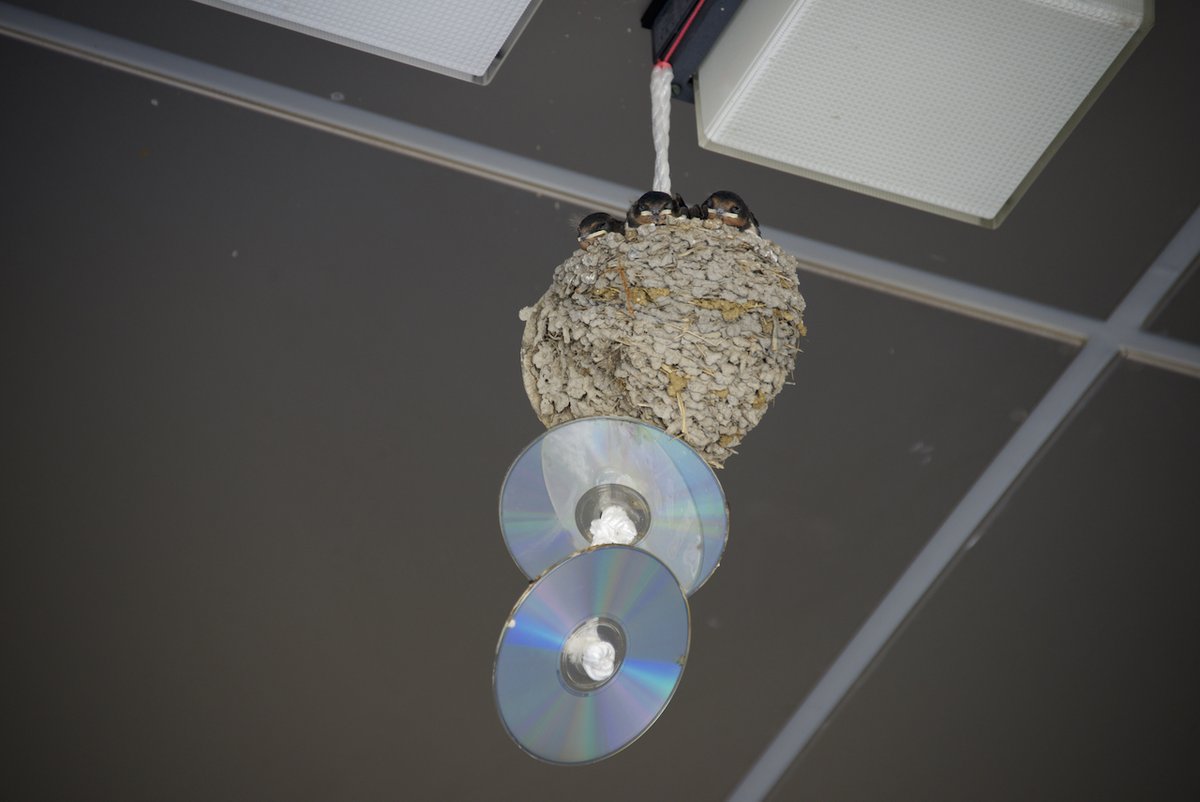 鳥よけとして軒下にcdをぶら下げた結果 くまニュース 鳥よけとして軒下にcdをぶら下げた結果 くまニュース
