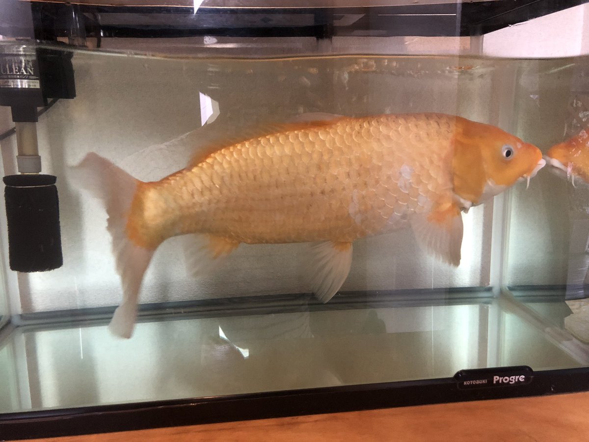 屋台 の 金魚 種類 屋台 の 金魚 種類