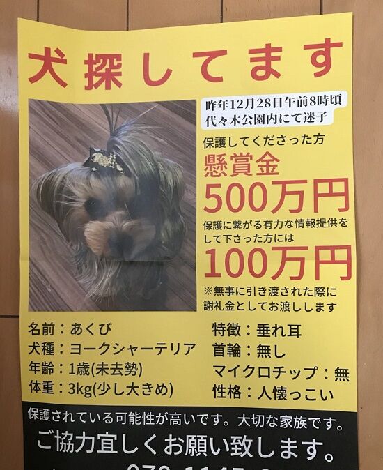 代々木公園で迷子になったヨークシャーテリアに懸賞金500万円 くまニュース