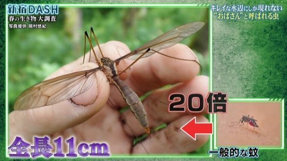 ガガンボが大量発生したので心配になって生態を調べたら悲しい結果に くまニュース