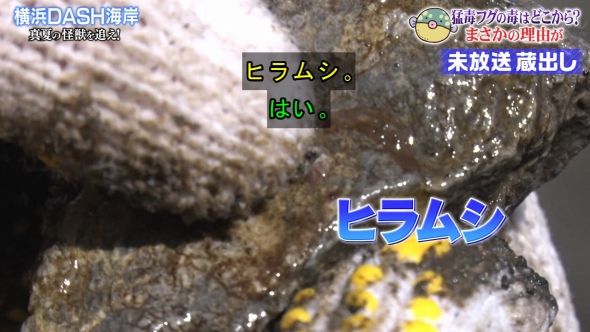 鉄腕DASH 24