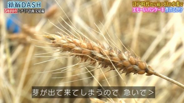 鉄腕DASH 51