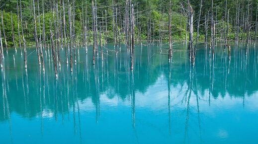 池の看板が経年劣化で意味深な文章に くまニュース 池の看板が経年劣化で意味深な文章に くまニュース