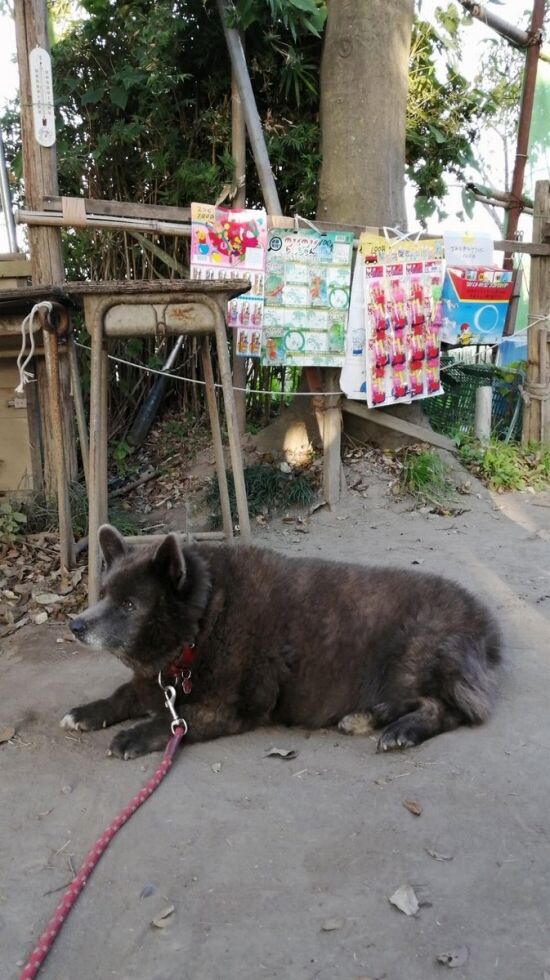 甲斐犬とコーギーを交配させた結果 くまニュース 甲斐犬とコーギーを交配させた結果 くまニュース