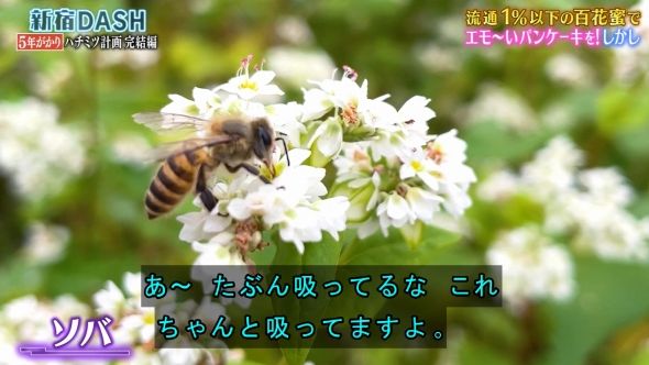 鉄腕DASH 54