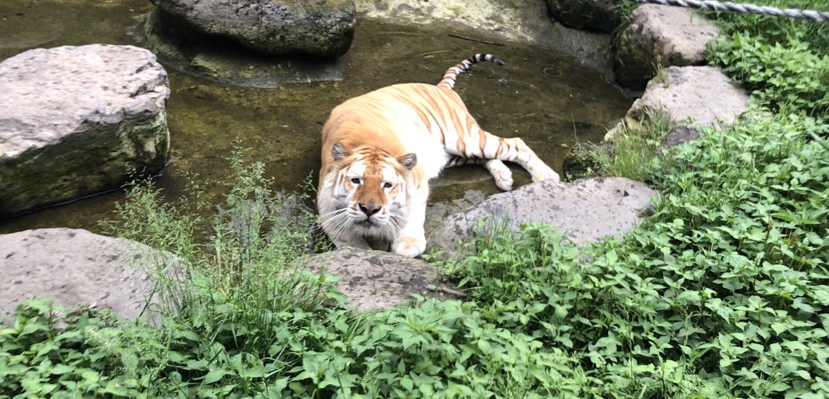 那須サファリパークのトラが掃除中で水のない池に入ってしまい悲しそうな顔で抗議 くまニュース