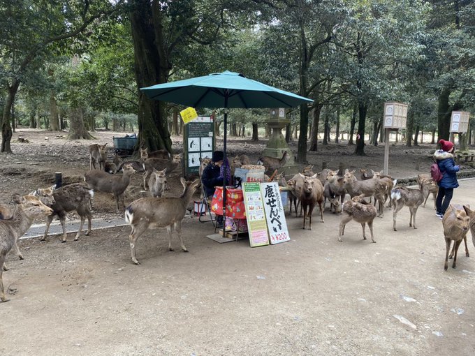 奈良公園の鹿が飢える くまニュース