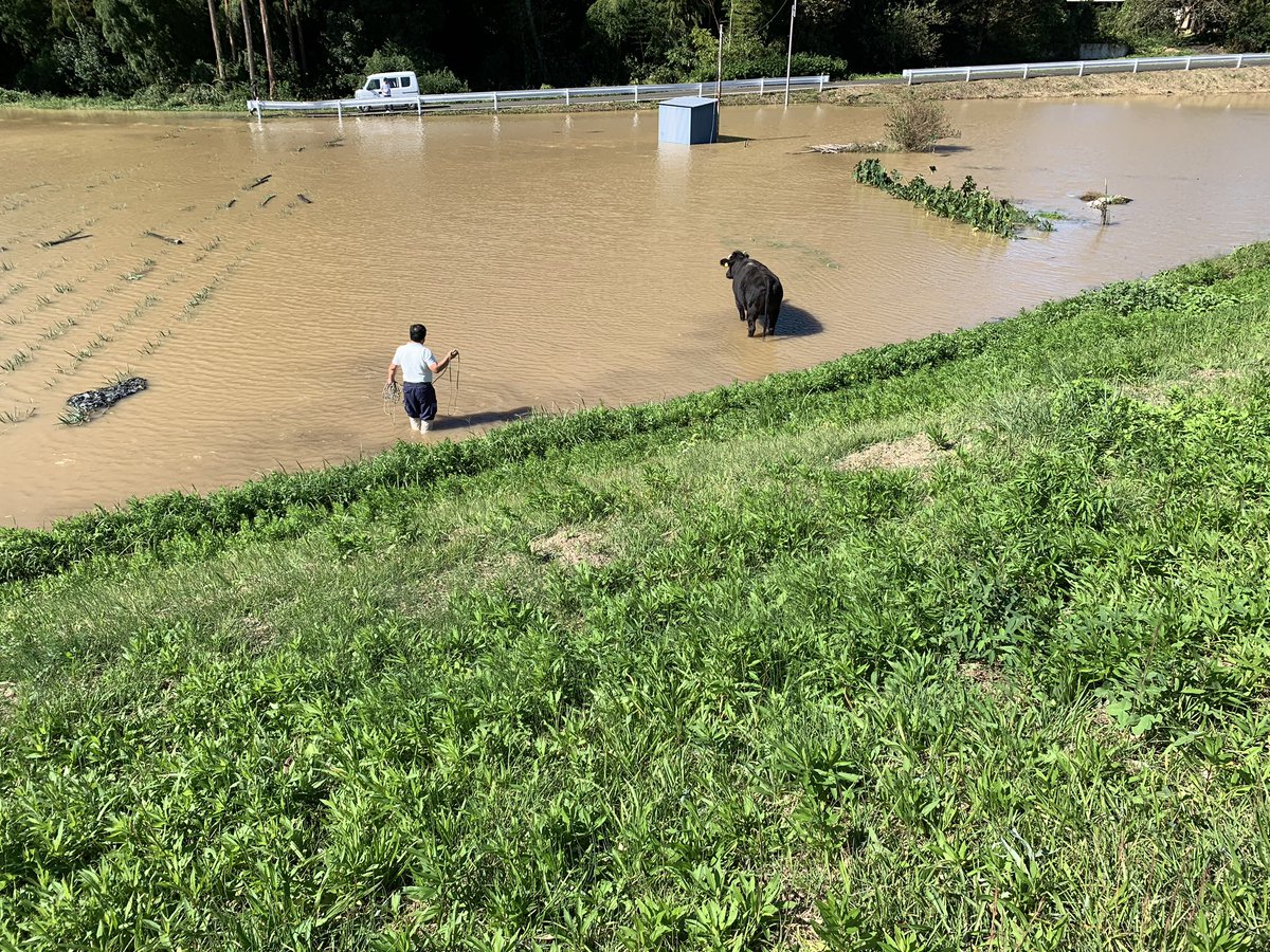 河川敷を歩いていた牛がja職員にドナドナされる くまニュース