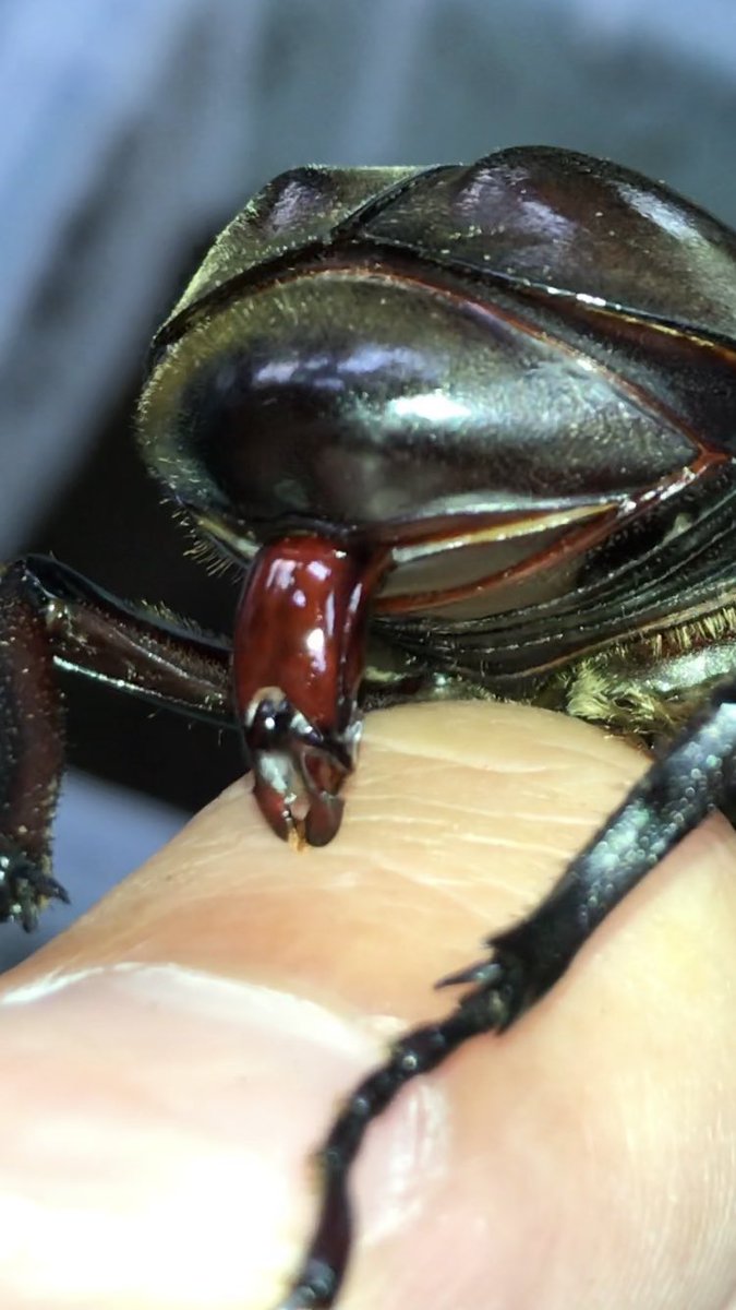 閲覧注意 カブトムシを指に乗せたらとんでもない奇跡が起きる くまニュース