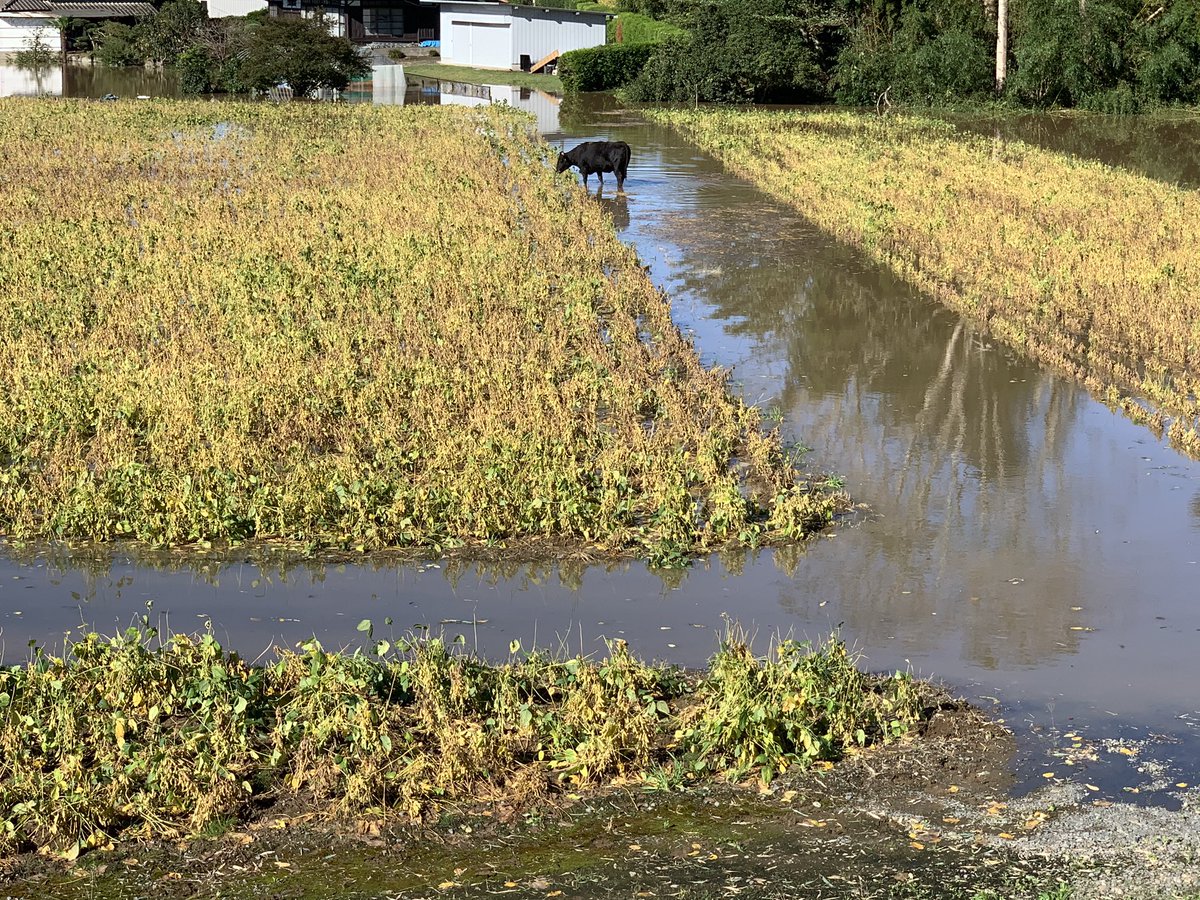 河川敷を歩いていた牛がja職員にドナドナされる くまニュース