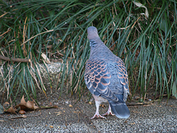 朝に「ホーホーホッホー」って鳴く謎の鳥ｗｗｗｗｗｗｗｗｗｗｗｗｗｗｗｗｗｗ