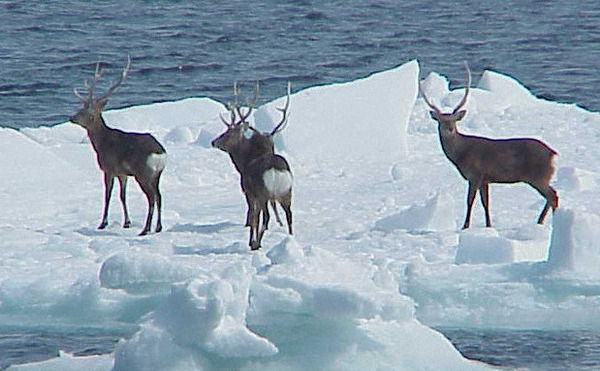 【画像】エゾシカ、国後島に生息　流氷に乗り漂着か　生態系一気に破壊の恐れ