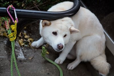 コンビニで繋いであった犬逃がした結果ｗｗｗｗｗｗ