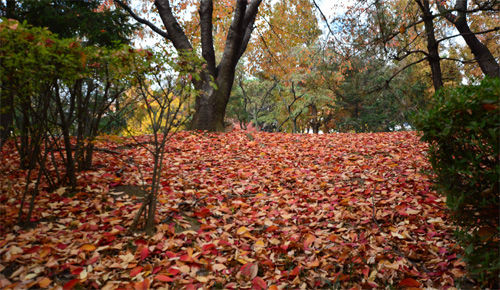 【韓国】 日本語で「さくら」と呼ばれる王桜は、我が国の自生植物　～落葉も花のように美しい