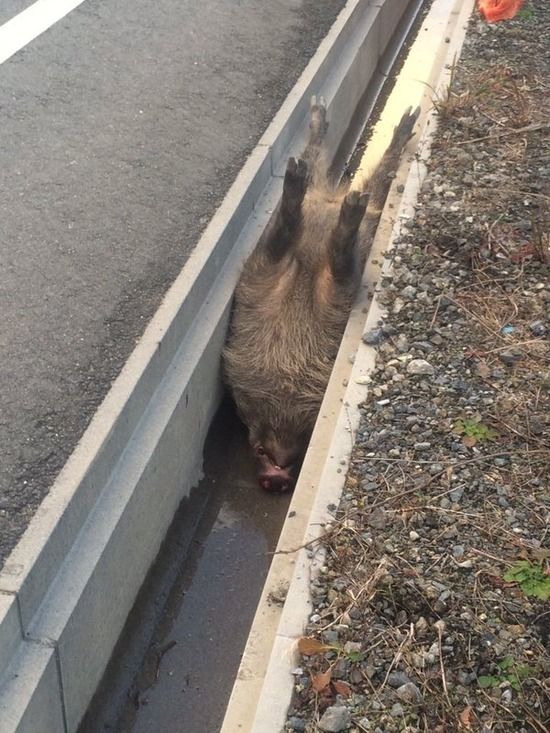 【画像】イノシシ「里に下りてきた結果ｗｗｗｗｗｗｗｗｗｗｗｗ」