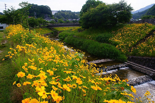 �������󥱥�����