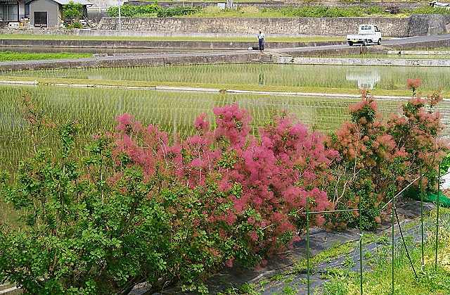 ���⡼���ĥ꡼