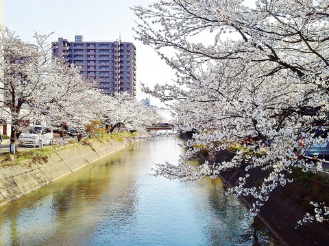 福島江の桜1